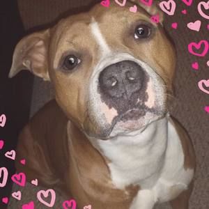 Meet your Posher, Joseph